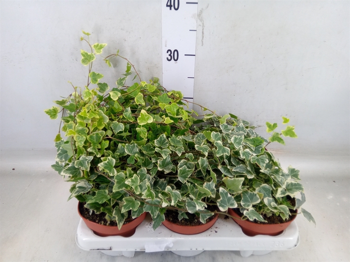 <h4>Hedera helix 'White Wonder'</h4>