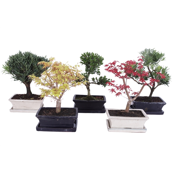 <h4>Outdoor Bonsai Mixed pot ø20cm with Saucer</h4>