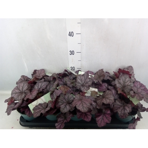 Heuchera   ...