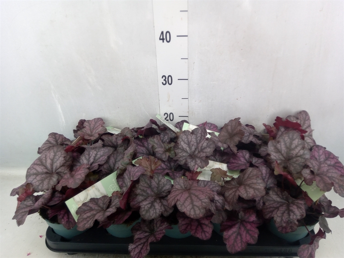 <h4>Heuchera   ...</h4>