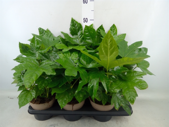 <h4>Fatsia japonica   ...</h4>