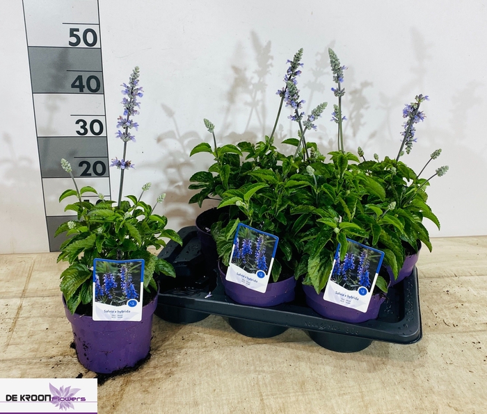 <h4>SALVIA FA SF SNO WHI</h4>