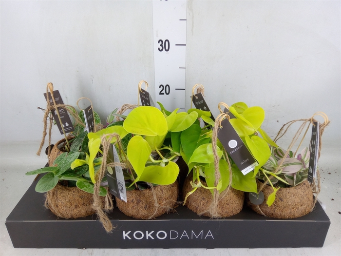 <h4>Planten Groen   ...mix  4</h4>