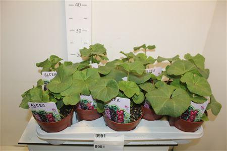 <h4>Alce Rosea</h4>