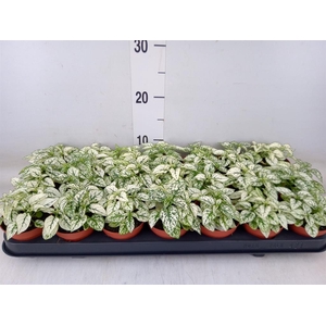 Hypoestes phyllo. 'Confetti C Whit'