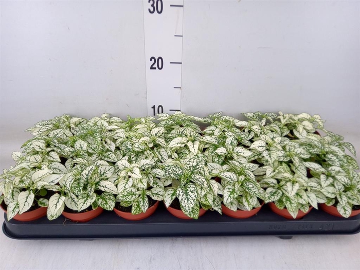 <h4>Hypoestes phyllo. 'Confetti C Whit'</h4>