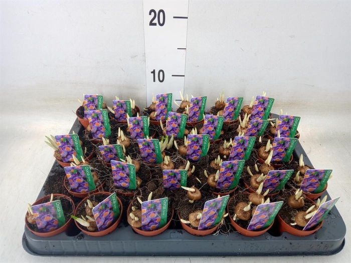 <h4>Crocus   ...in pot</h4>