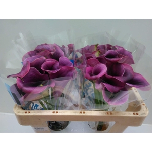 Calla Promise