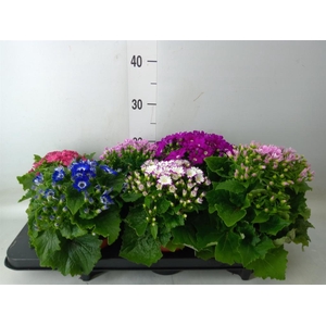 Pericallis cr. 'Star Wars'