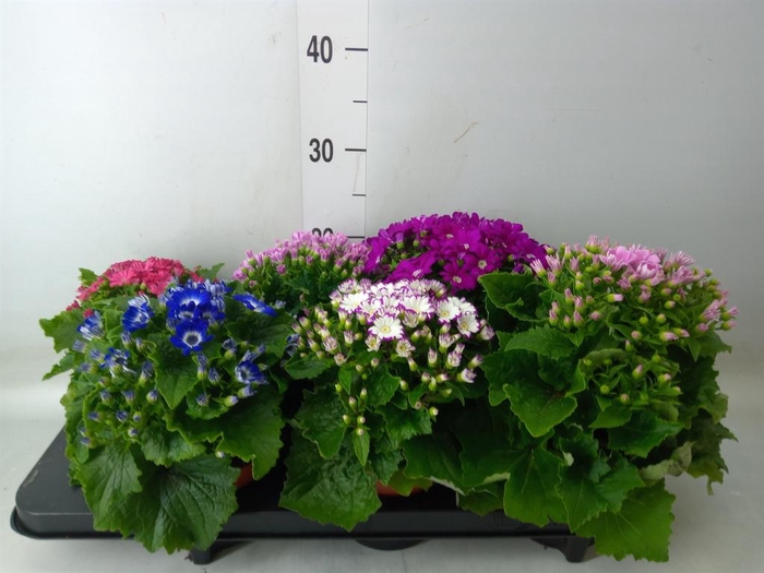 <h4>Pericallis cr. 'Star Wars'</h4>