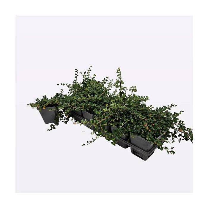 <h4>Cotoneaster procumbens 'Streib's Findling'</h4>
