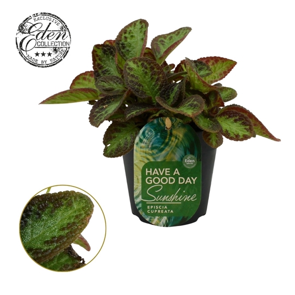 <h4>Episcia cupreata Silver Screen 12cm</h4>
