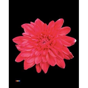 Chr T Euro Red