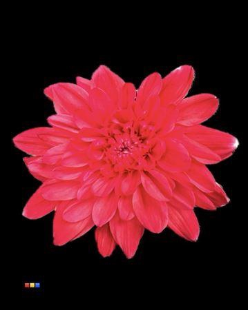 <h4>Chr T Euro Red</h4>