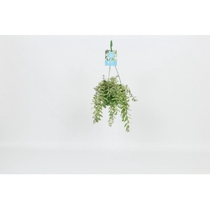Aeschynanthus Overig Bolero Bicolore