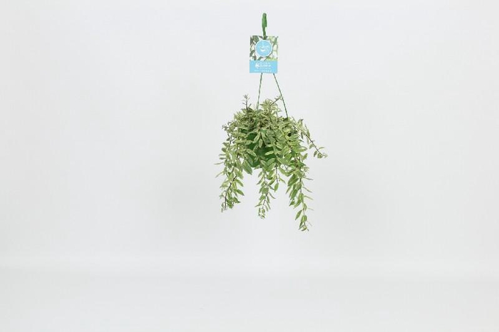 <h4>Aeschynanthus Overig Bolero Bicolore</h4>
