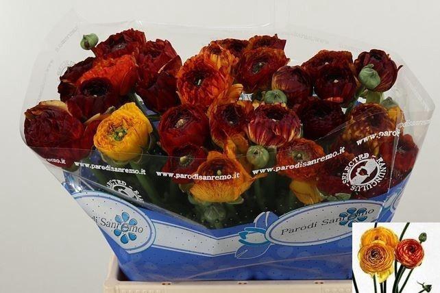 <h4>RAN SU ELIOS</h4>