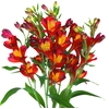 ALST FLOR DYNAMITE