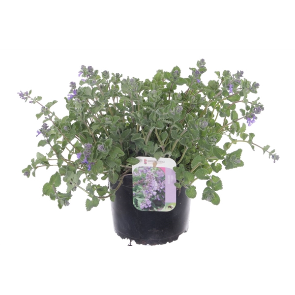 <h4>Nepeta faassenii</h4>