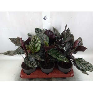 Calathea sanderiana