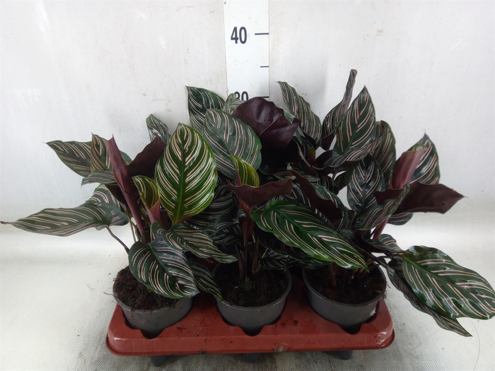 <h4>Calathea sanderiana</h4>