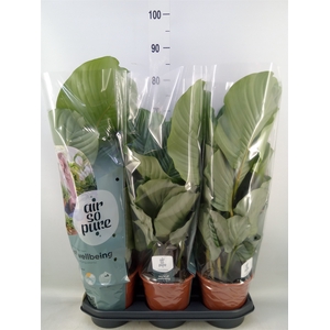 Calathea orbifolia