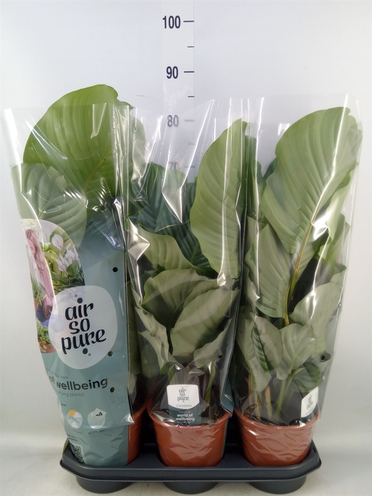 <h4>Calathea orbifolia</h4>
