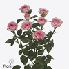 Rosa spray tralala