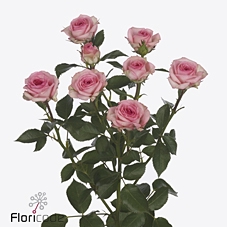Rosa spray tralala