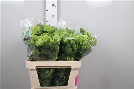 <h4>Viburnum Roseum St 2 Bal</h4>