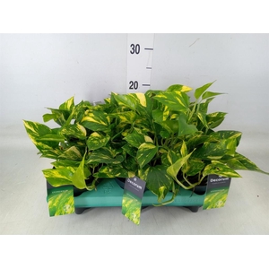 Epipremnum pinn. 'NJoy Gold'