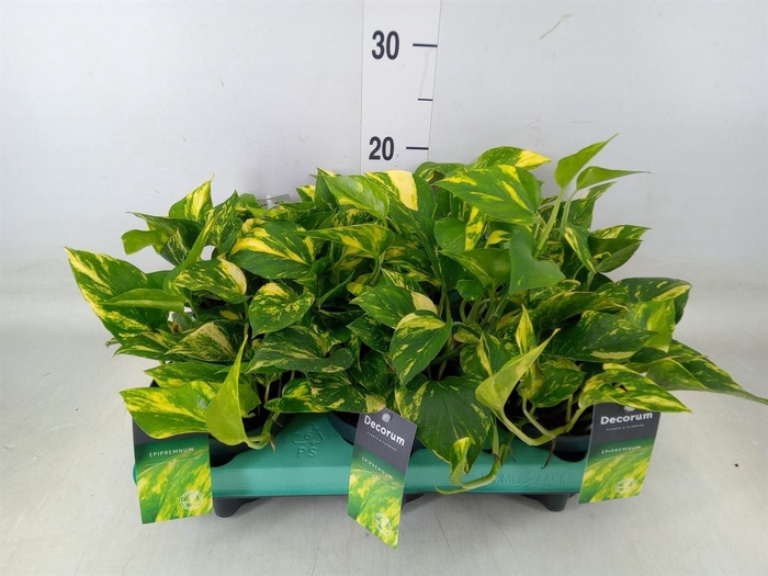 <h4>Epipremnum pinn. 'NJoy Gold'</h4>