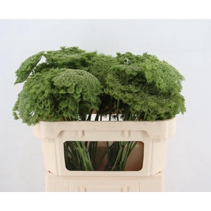 AMMI VIS GREEN MIST