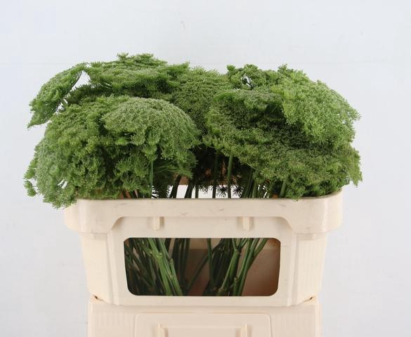<h4>AMMI VIS GREEN MIST</h4>