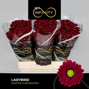 CHR S LADYBIRD