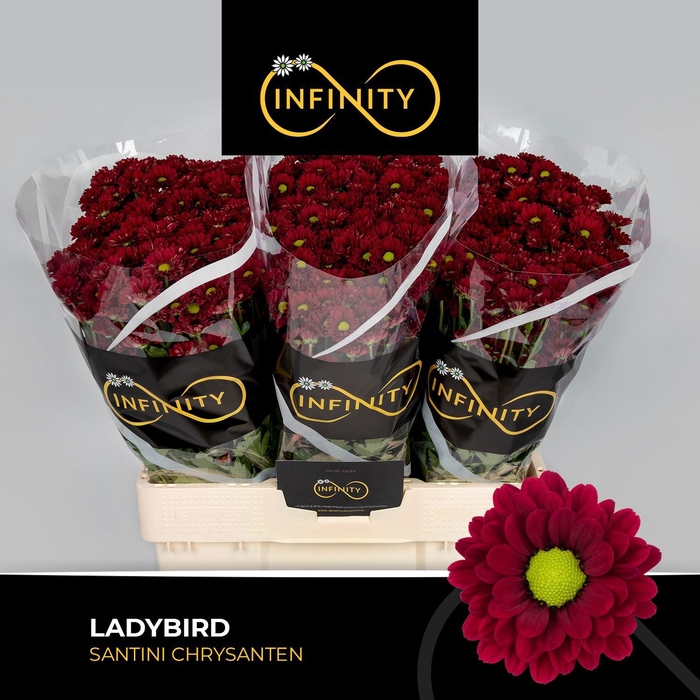 <h4>CHR S LADYBIRD</h4>