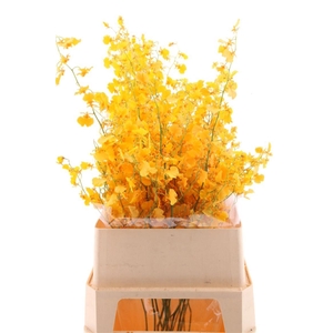 Oncidium Golden Sun Xl
