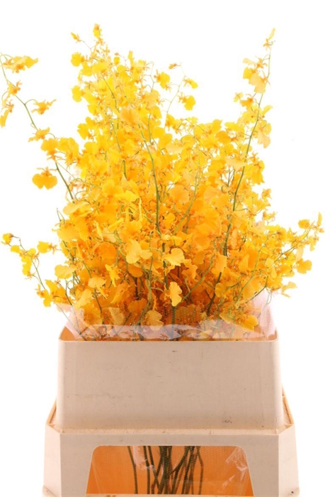 <h4>Oncidium Golden Sun Xl</h4>