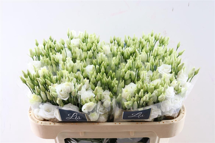 <h4>Eus G Rosita White</h4>