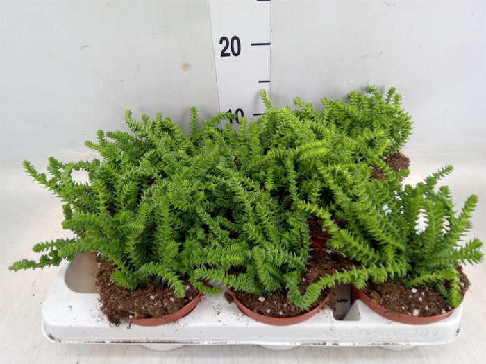 <h4>Crassula   ...</h4>