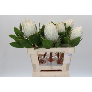 Protea Cyn. Ayoba Arctic Ice
