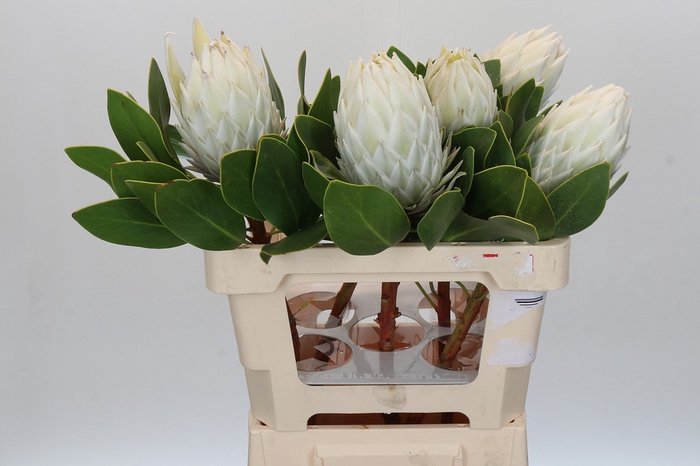 <h4>Protea Cyn. Ayoba Arctic Ice</h4>