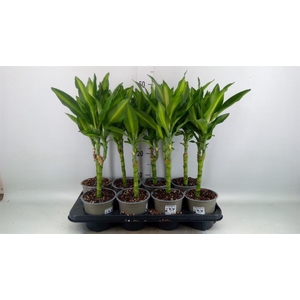 Dracaena frag. 'Cintho'