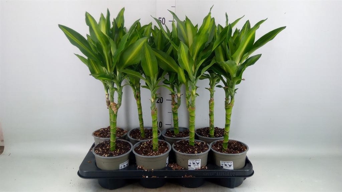 <h4>Dracaena frag. 'Cintho'</h4>