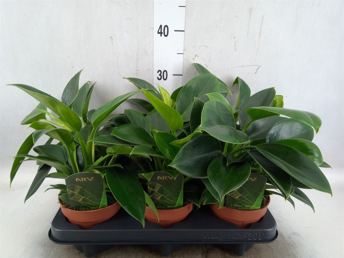 <h4>Philodendron  'Green Princess'</h4>