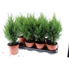 Juniperus chinensis Stricta