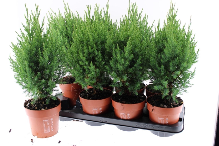 Juniperus chinensis Stricta