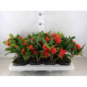 Skimmia jap. 'Temptation'