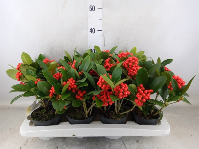 <h4>Skimmia jap. 'Temptation'</h4>