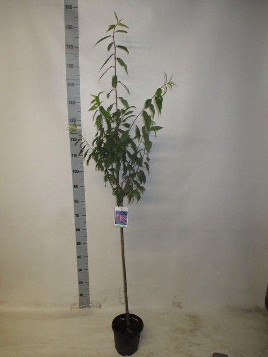 <h4>PRUN ACCOLADE</h4>